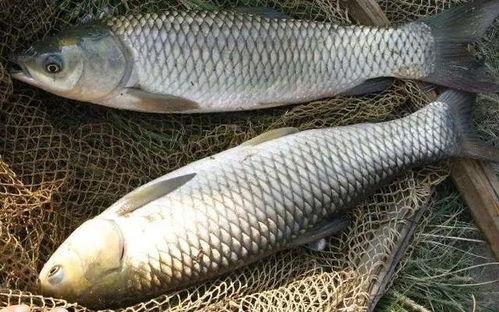 草鱼散炮爆料视频大全,揭秘幕后真相与精彩瞬间